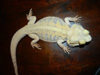 cl beardie 3.jpg