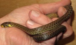 Aesculapian female.jpg