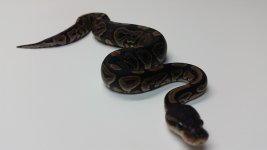Cinnamon Male 1.jpeg