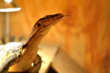 DSC_6663.jpg