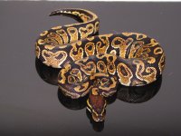 4415 sales pics 010.jpg