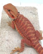 male tiger leather trans  55 grams.jpg