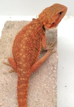 male 70gram trans dunner.jpg