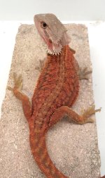 Female trans dunner 78 grams.jpg