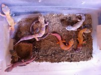 gecko's2.jpg