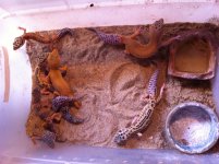 gecko's.jpg