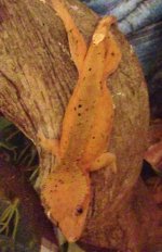 super red dal female 3.jpg