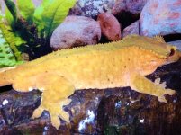 red dal male 2.jpg