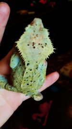 olive super dal female 2.jpg