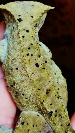 olive super dal female.jpg