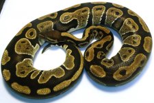 12Mahoganyf3-1280g (2).jpg