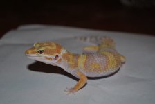 DSC_0081.jpg