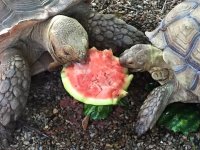 sulcata.JPG