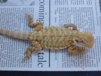 Male Hypo Leatherback het Trans 2 001.jpg