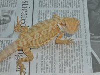 Male Hypo Leatherback het Trans 2 002.jpg