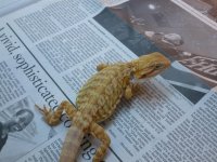 Male Hypo Leatherback het Trans 2 004.jpg