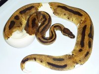 pied.jpg