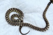blackhead snake3_1.jpg