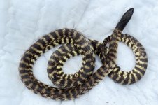 blackhead snake2_1.jpg