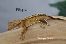 PE14-4.jpg