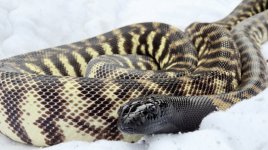 blackhead snake4.jpg