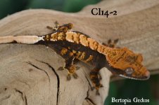 CI14-2.jpg