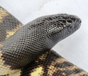 blackhead snake1.jpg