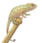 Female Ambilobe Panther Chameleon - Thor - Canvas Chameleons (2).jpg