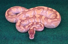 enchi pastel butter female.jpg