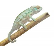 Female Nosy Be Panther Chameleon - Azul - Canvas Chameleons (2).jpg