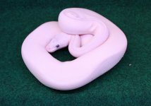 lesser pastel crystal female.jpg