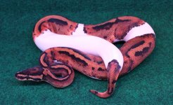 pied female 1.jpg