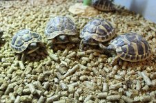 tort2.jpg