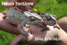 female_ambilobe_panther_chameleon.jpg