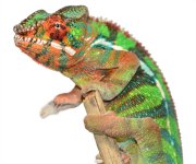 Thor - Canvas Select - Ambilobe Male - Canvas Chameleons (1).jpg
