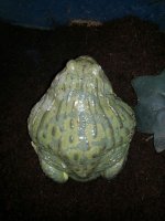 frog.jpg