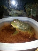 frog1.jpg
