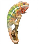 Thor - Canvas Select - Ambilobe Younger Male - Canvas Chameleons (4).jpg
