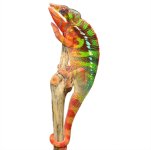 Sinisiter - Luna - Ambilobe Male - Canvas Chameleons (3).jpg