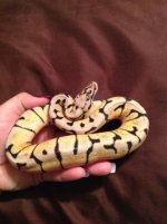 bumblbee.jpg