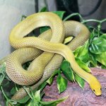 green rat 3.jpg