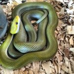 green rat 4.jpg