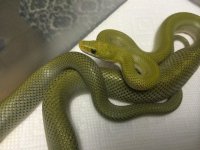 green rat 1.jpg