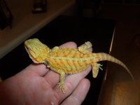 Hypo Trans Male 2.JPG