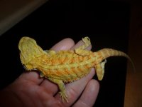 Hypo Trans Male 3.JPG