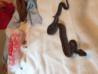 boa pic 2.JPG