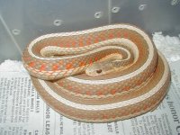 Red sided albino Iowa strain 2 CB 07 adult female 01 25 2009.JPG