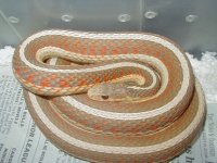 Red sided albino Iowa strain 5 CB 07 adult female 01 25 2009.JPG