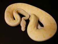 1.0 Albino Spider 380g Producing plugs $325.jpeg