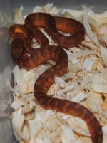 DSC_0008e3.jpg